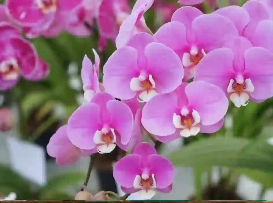 Gaziantep'te, Evinize Bereket ve Huzur Katacak 8 Şifalı Bitki! 3